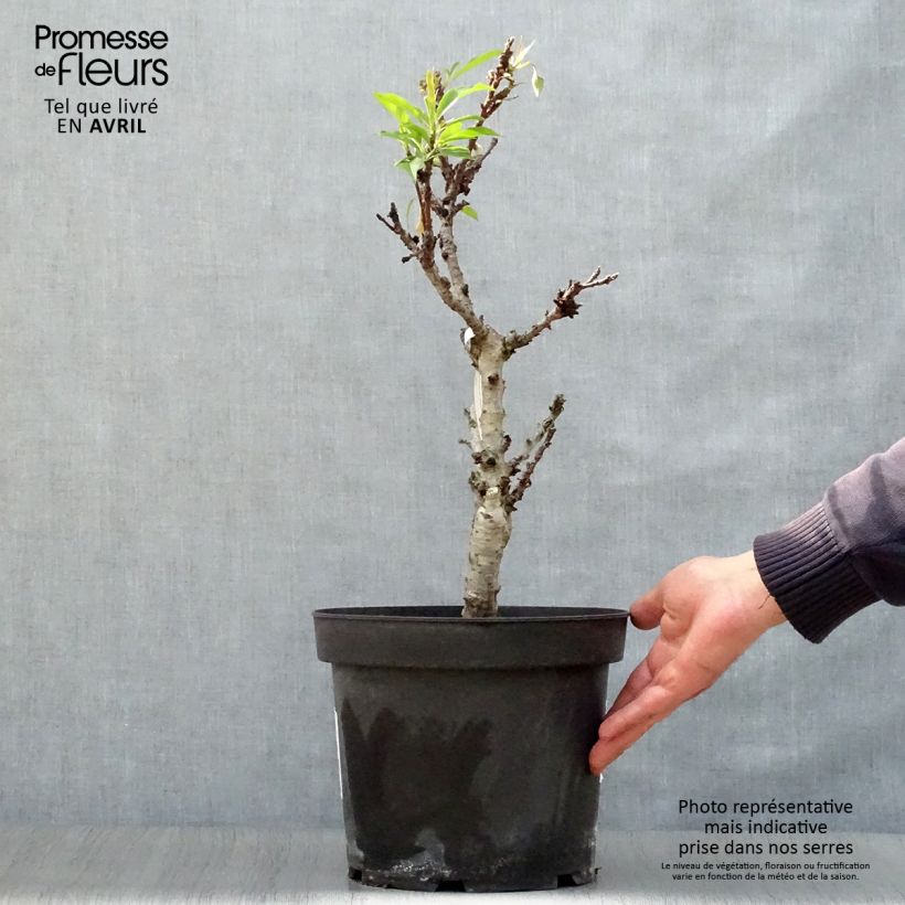 Amostra de Pessegueiro anão Diamond Zaipevi - Prunus persica Vaso de 6 L/7 L, 1/4 de haste tal como entregue na primavera