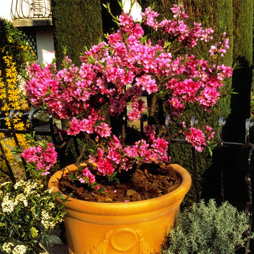 Pessegueiro anão Diamond Zaipevi - Prunus persica (Hábito)