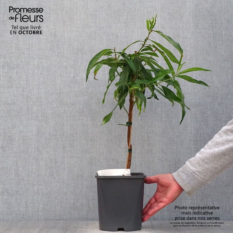 Amostra de Pessegueiro anão Fruit Me Peach Me Donut - Prunus persica Vaso de 4 L/5 L, Anão tal como entregue no outono
