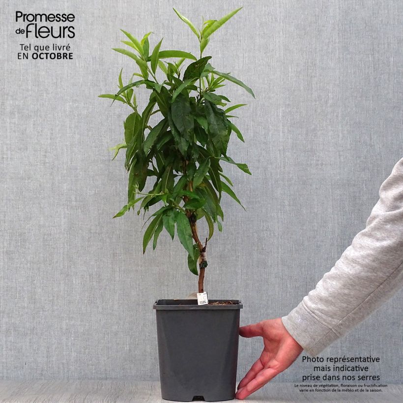 Amostra de Pessegueiro anão Fruit Me Peach Me Red - Prunus persica Vaso de 4 L/5 L, Anão tal como entregue no outono