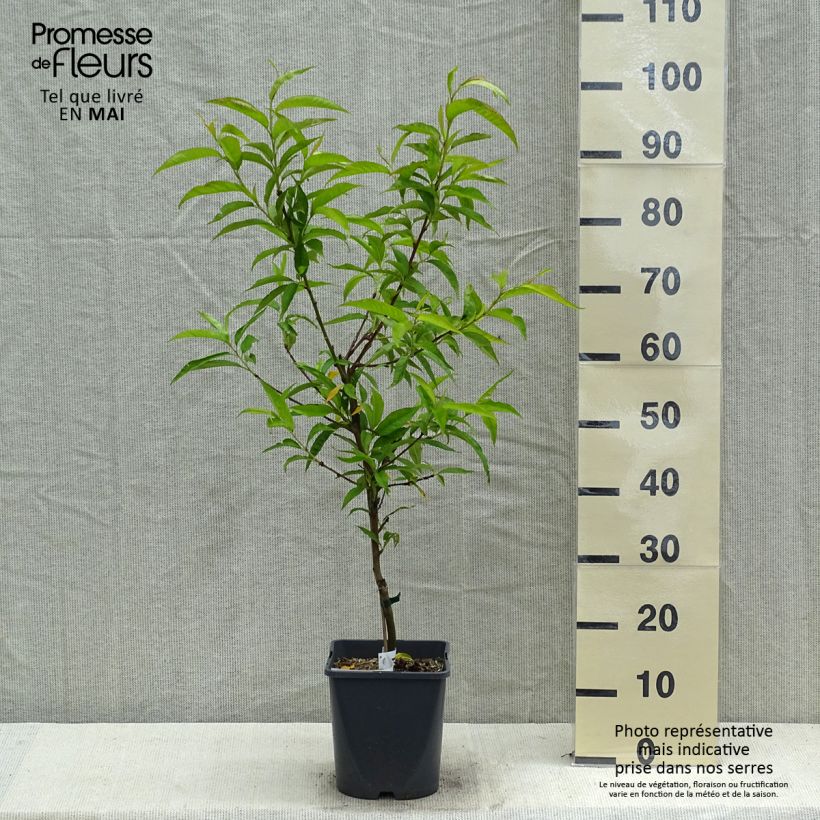 Amostra de Pessegueiro anão Fruit Me Peach Me Red - Prunus persica Vaso de 4 L/5 L, Anão tal como entregue na primavera