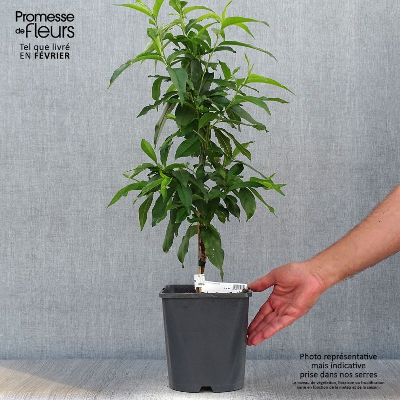 Amostra de Pessegueiro anão Fruit Me Peach Me Yellow - Prunus persica Vaso de 4 L/5 L, Anão tal como entregue no outono