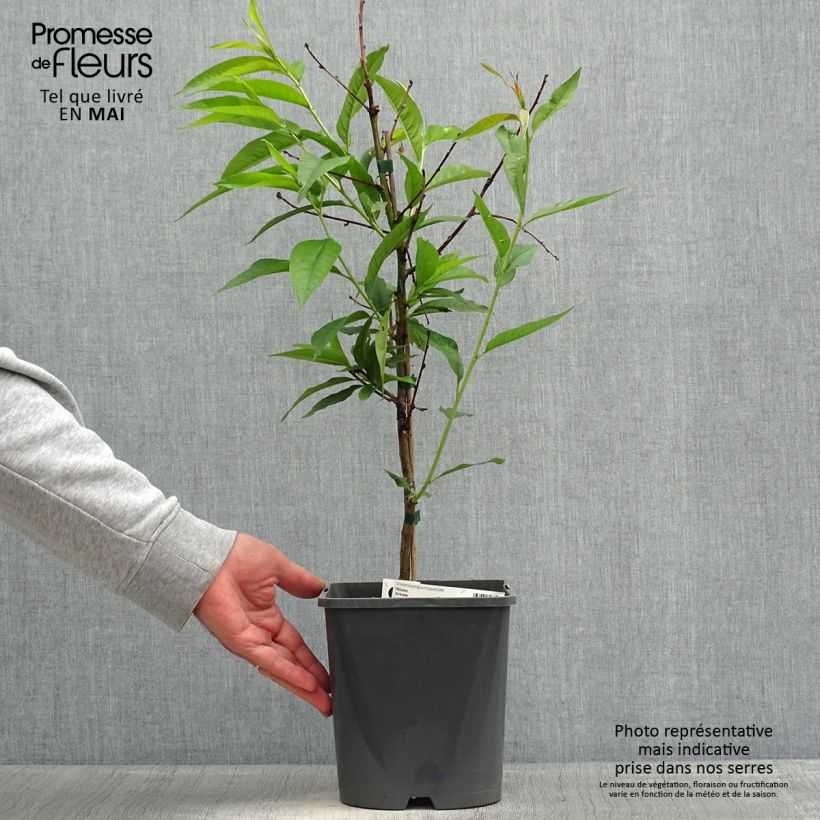 Amostra de Pessegueiro anão Fruit Me Peach Me Yellow - Prunus persica Vaso de 4 L/5 L, Anão tal como entregue na primavera