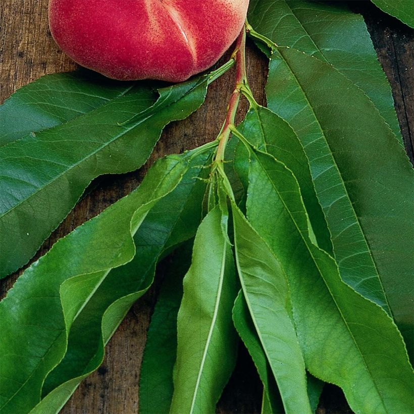 Pessegueiro anão Fruit Me Peach Me Donut - Prunus persica (Folhagem)