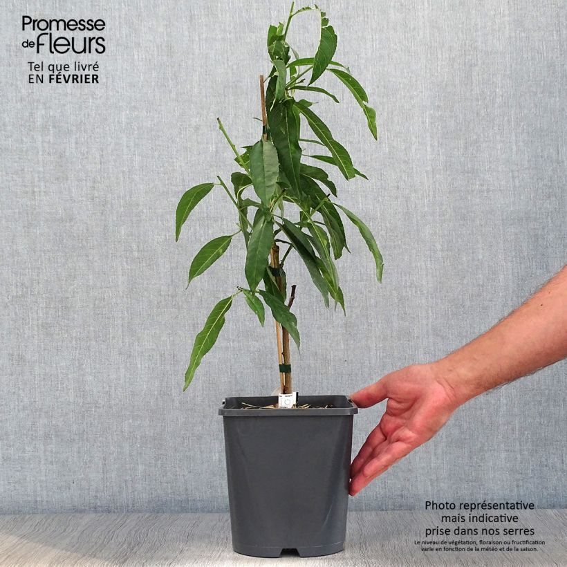 Amostra de Pessegueiro anão Ice Peach Gelo Fruit Me - Prunus persica Vaso de 4 L/5 L, Anão tal como entregue no outono
