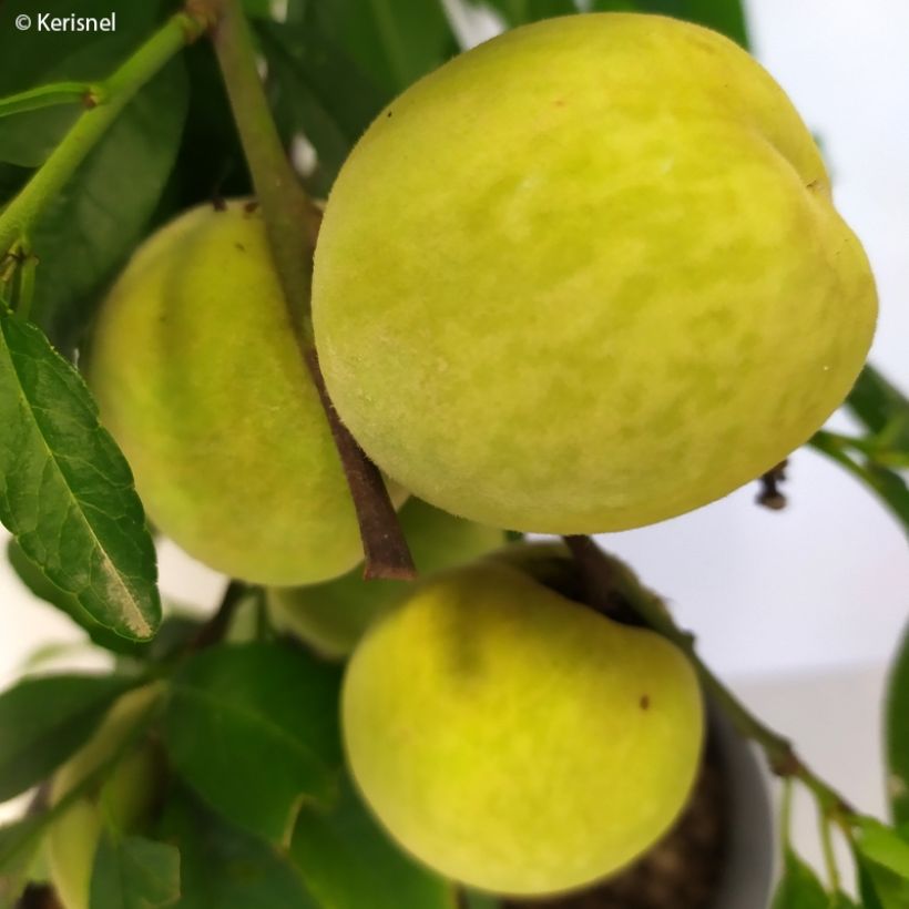 Pessegueiro anão Ice Peach Gelo Fruit Me - Prunus persica (Colheita)