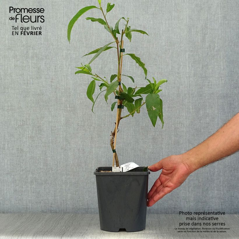 Amostra de Nectarina anão Fruit Me Necta Me - Prunus persica Vaso de 4 L/5 L, Anão tal como entregue no outono