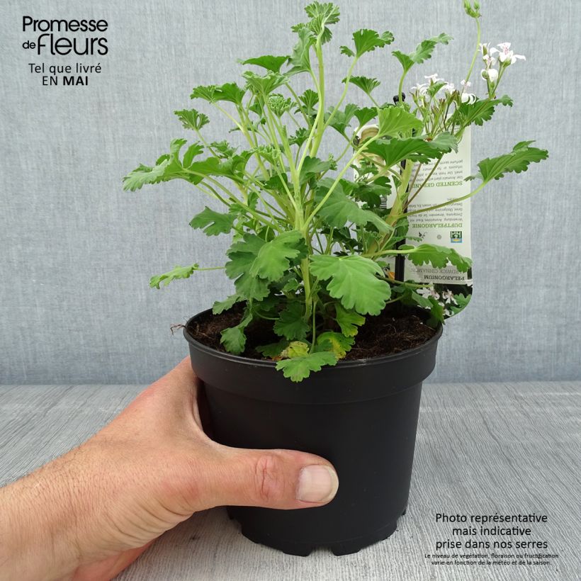 Amostra de Pelargonium Ardwick Cinnamon - Géranium d'odeur parfum cannelle Pot de 1,5L/2L tal como entregue na primavera