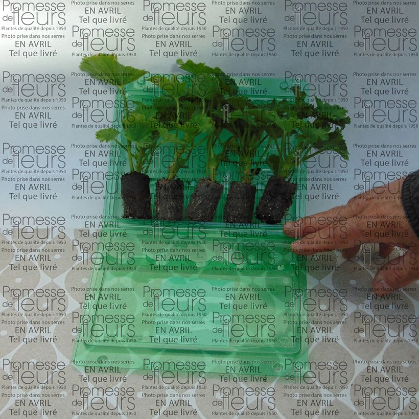 Exemplo de amostra de Pelargonium Bermuda Pink - Géranium des fleuristes Mini-motte Ø 3/4 cm tal como entregue