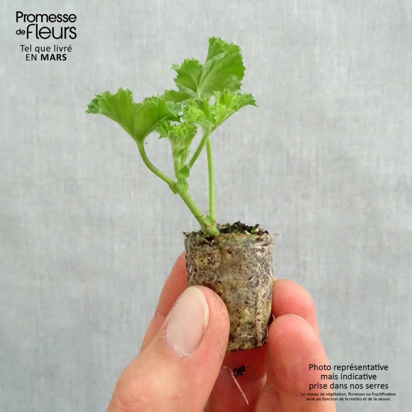 Amostra de Pelargonium - Géranium Angel's Perfume Mini-motte Ø 3/4 cm tal como entregue na primavera