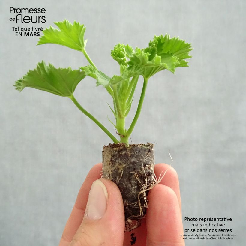 Amostra de Pelargonium - Geranium Candy Flowers Peach Cloud Mini-motte Ø 3/4 cm tal como entregue na primavera