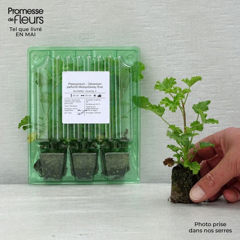 Amostra de Pelargonium Mosquitaway Eva Mini-motte Ø 3/4 cm tal como entregue na primavera