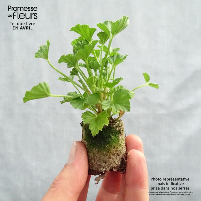 Amostra de Pelargonium - Géranium parfumé Mosquitaway Lizzy Mini-motte Ø 3/4 cm tal como entregue na primavera