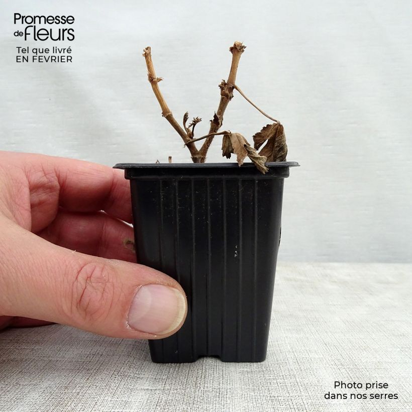 Amostra de Pélargonium - Geranium parfumé Paton's Unique Godet de 7/8 cm tal como entregue no inverno