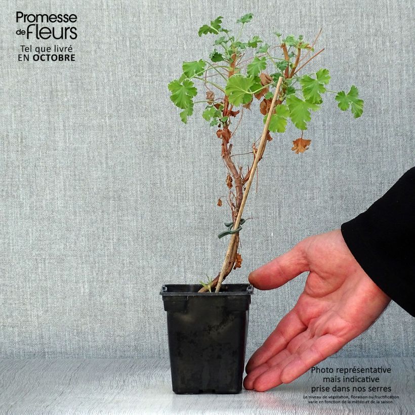 Amostra de Pelargonium x fragrans Vaso de 7/8 cm tal como entregue no outono