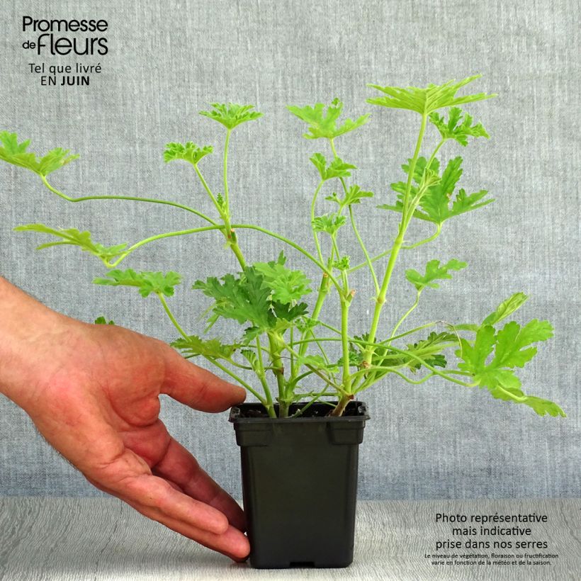 Amostra de Pelargonium graveolens - Gerânio perfumado Vaso de 7/8 cm tal como entregue no verão
