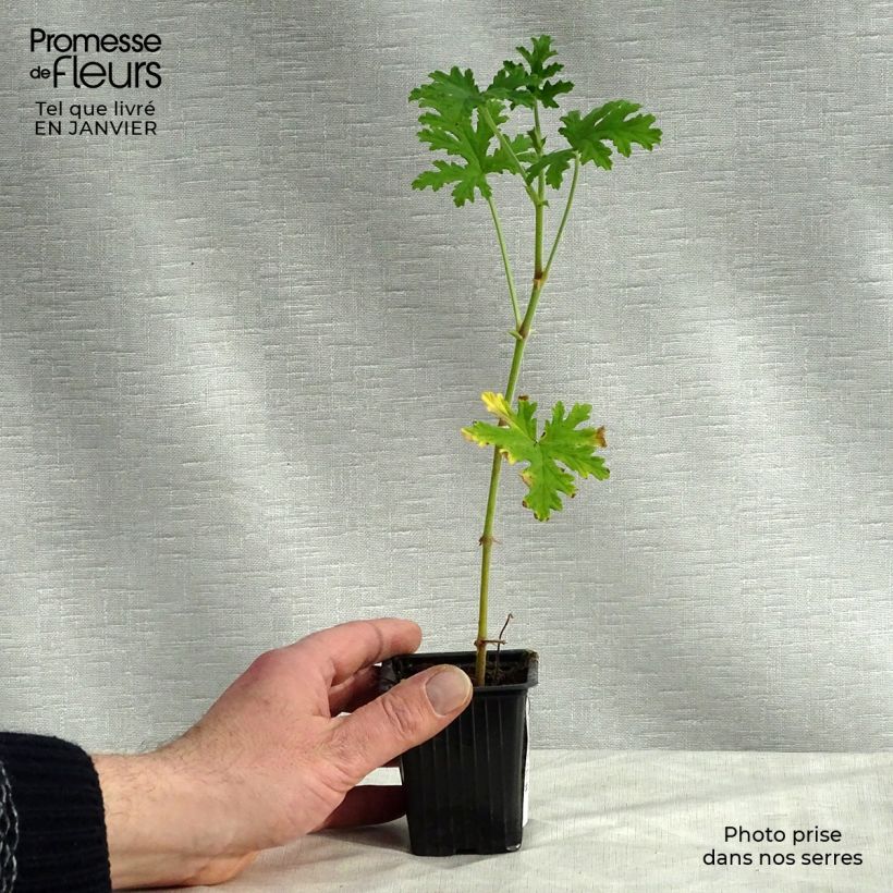 Amostra de Pelargonium graveolens - Gerânio perfumado Vaso de 7/8 cm tal como entregue no inverno