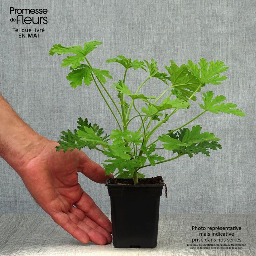 Amostra de Pelargonium graveolens - Gerânio perfumado Vaso de 7/8 cm tal como entregue na primavera