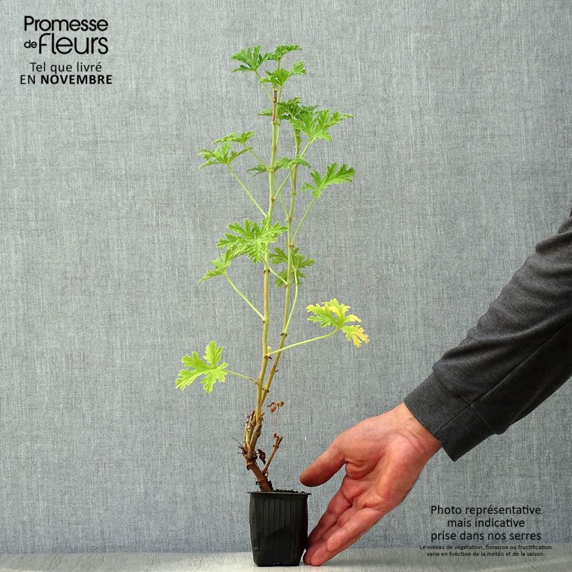 Amostra de Pelargonium graveolens - Gerânio perfumado Vaso de 7/8 cm tal como entregue no outono
