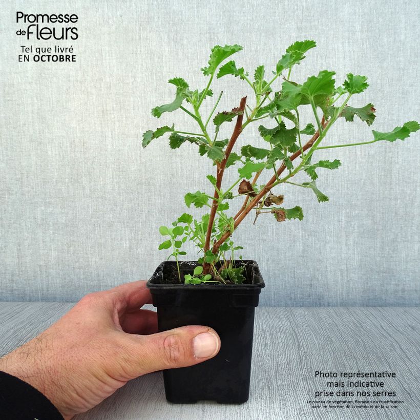 Amostra de Pelargonium crispum Prince Rupert Vaso de 7/8 cm tal como entregue no outono