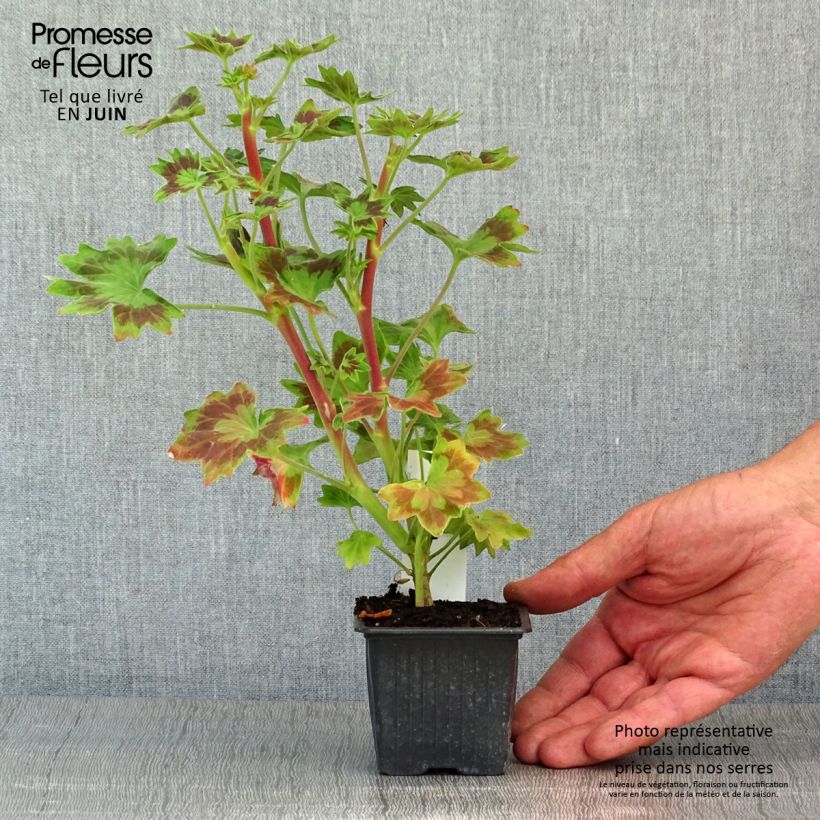 Amostra de Sardinheira Stellar Bird Dancer Vaso de 8/9 cm tal como entregue na primavera