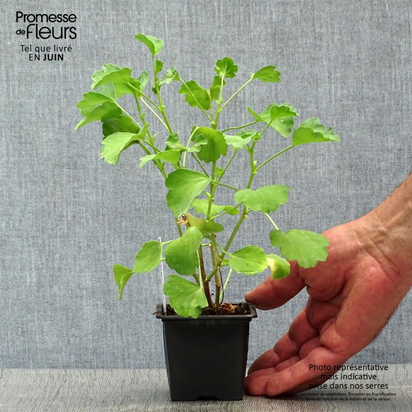 Amostra de Pelargonium acetosum Vaso de 8/9 cm tal como entregue no verão