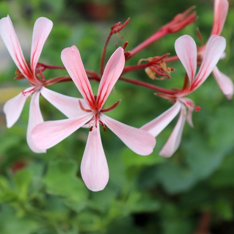 Pelargonium acetosum (Floração)