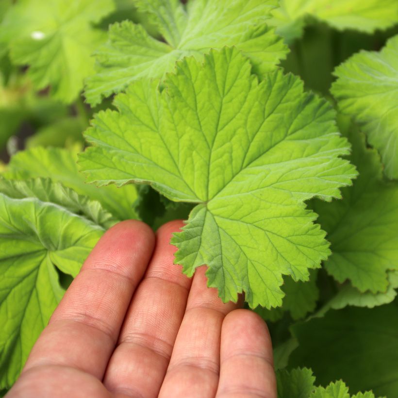Pelargonium album (Folhagem)