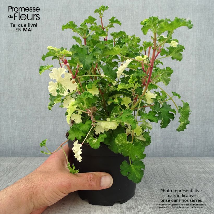 Amostra de Pelargonium crispum Peach Cream Vaso de 1,5 L/2 L tal como entregue na primavera