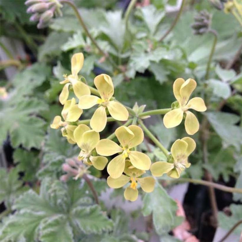 Pelargonium fantasy Gibbosum (Floração)