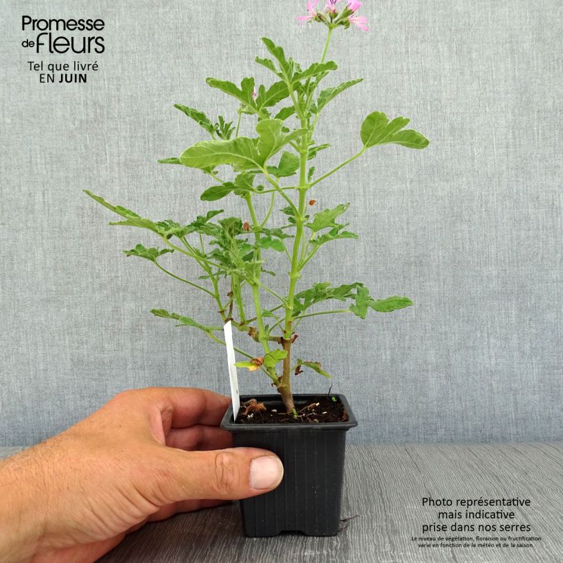 Amostra de Sardinheira Brunswick Vaso de 8/9 cm tal como entregue no verão