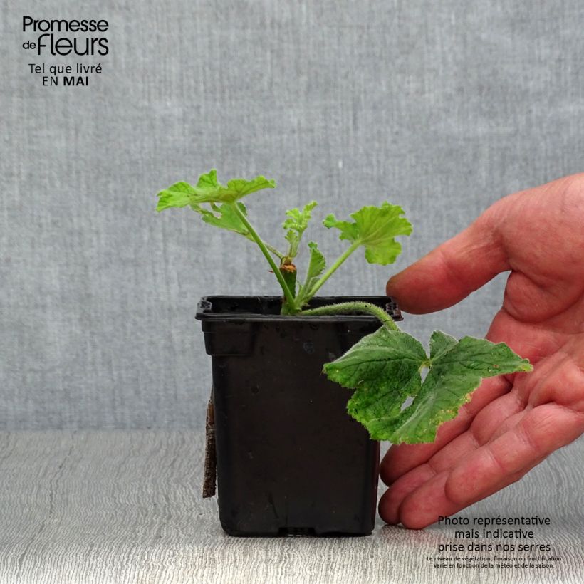 Amostra de Pélargonium odorant Chocolate - Géranium d'odeur au parfum de menthe Godet de 7/8 cm tal como entregue na primavera