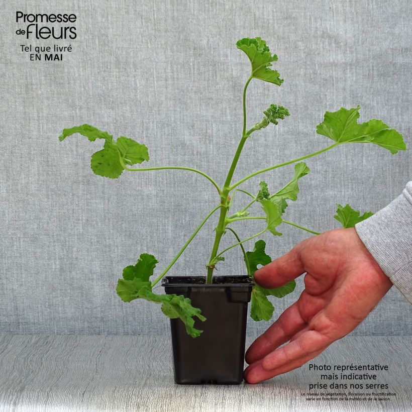 Amostra de Pélargonium odorant Endsleigh - géranium d'odeur au parfum poivré. Godet de 7/8 cm tal como entregue na primavera