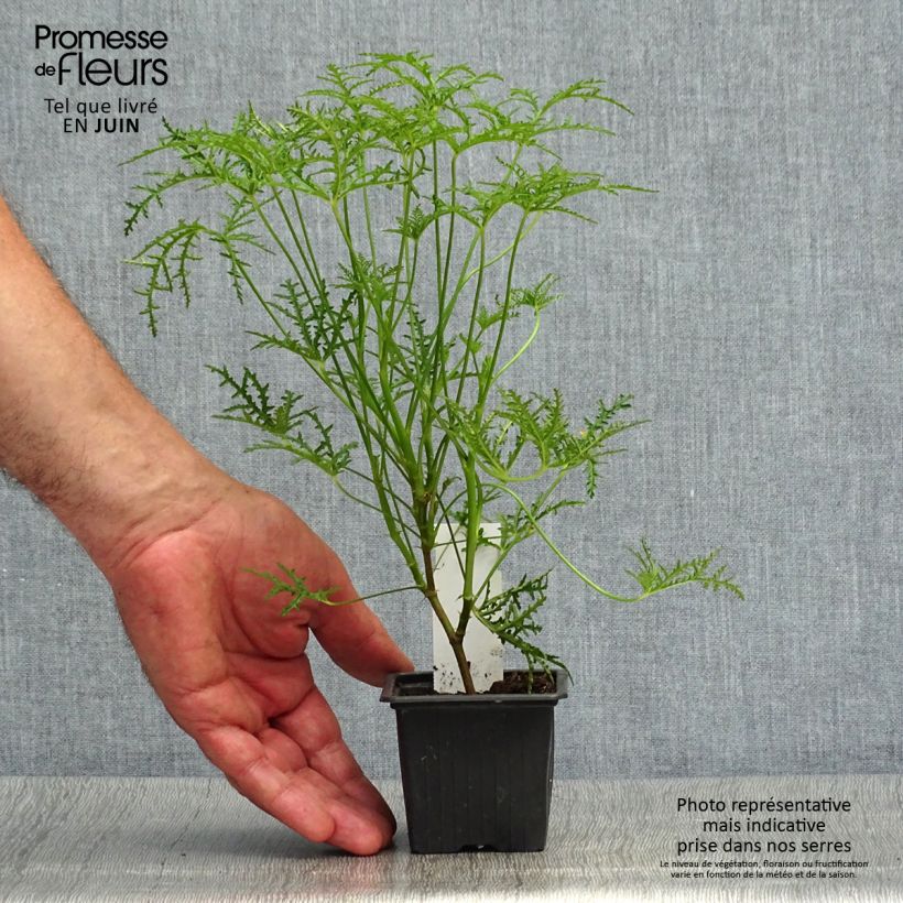Amostra de Pelargonium denticulatum Filicifolium Vaso de 7/8 cm tal como entregue no verão