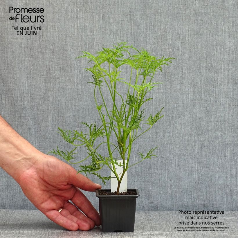 Amostra de Pélargonium odorant Filicifolium - Géranium d'odeur au parfum épicé. Godet de 7/8 cm tal como entregue na primavera