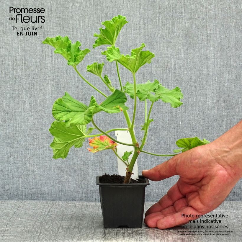 Amostra de Pelargonium odorant Purple Unique - Géranium parfum fraise Vaso de 8/9 cm tal como entregue na primavera