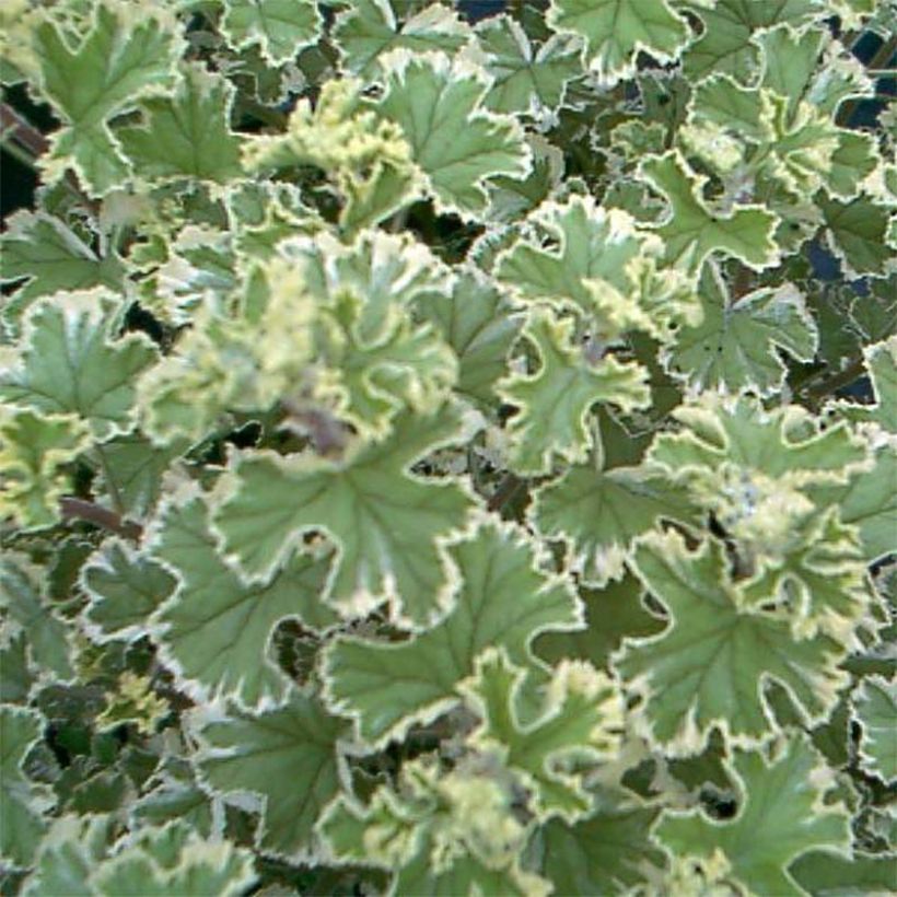 Pelargonium crispum Variegatum (Folhagem)