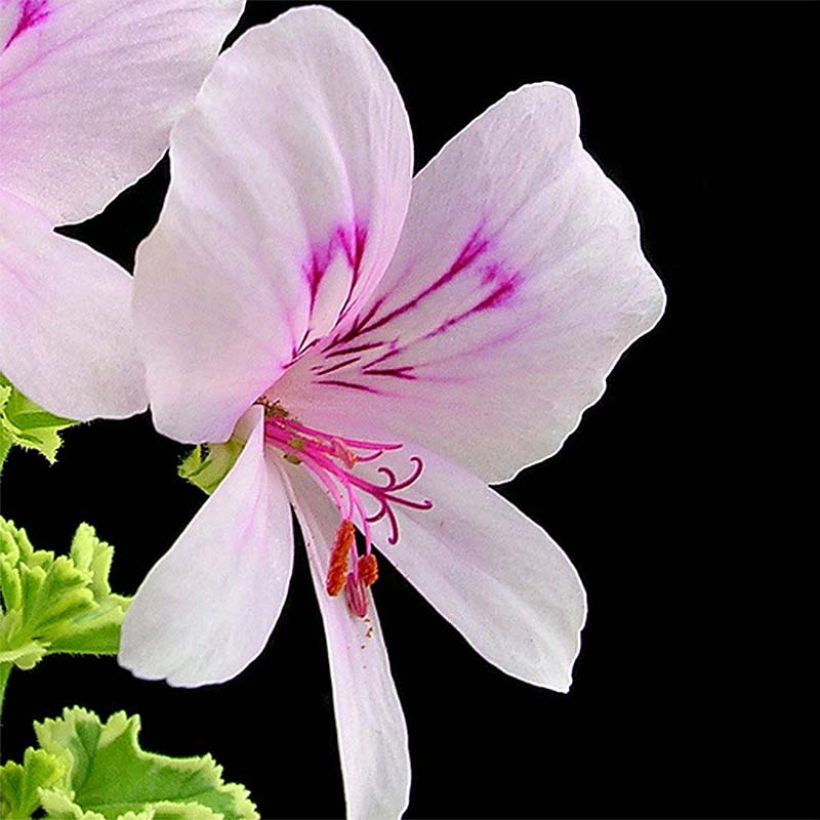 Pelargonium crispum Variegatum (Floração)