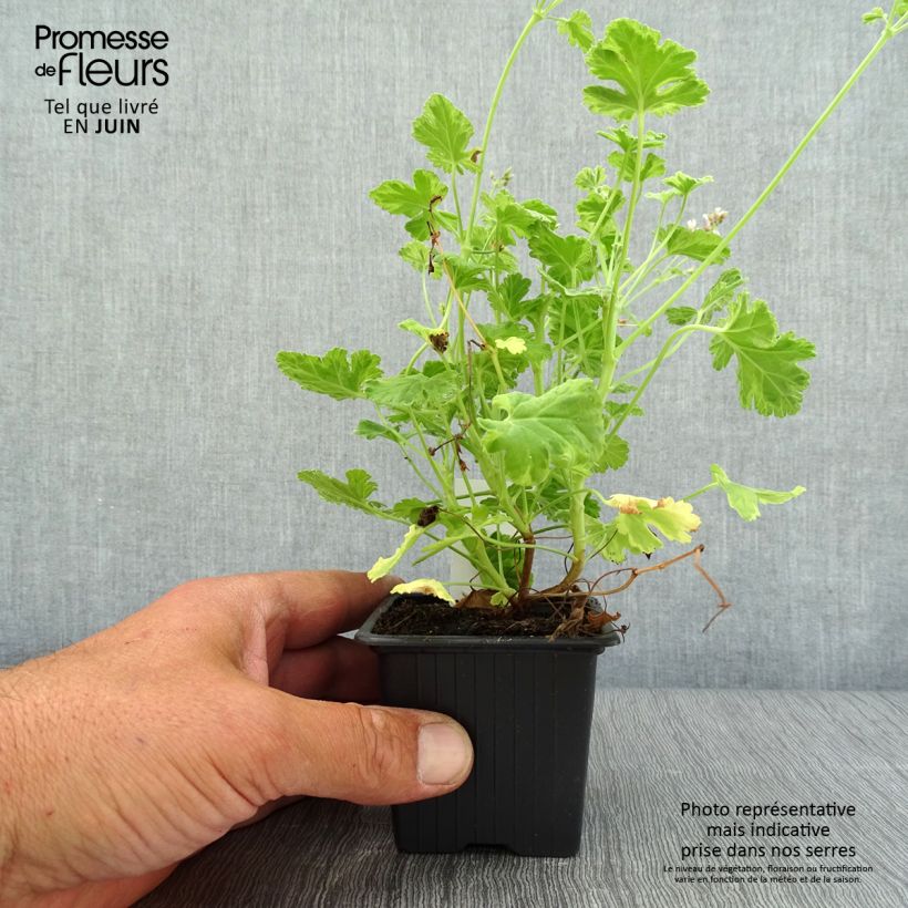 Amostra de Pelargonium x fragrans Variegatum Vaso de 8/9 cm tal como entregue no verão