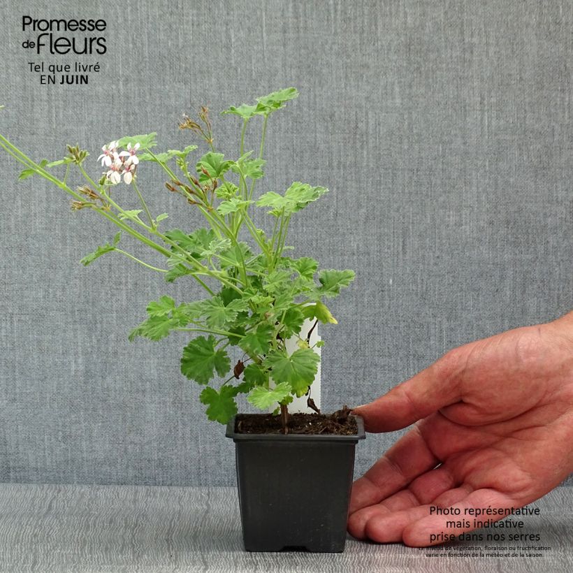Amostra de Pelargonium odorant fragrans Variegatum - Géranium parfum pin maritime Vaso de 8/9 cm tal como entregue na primavera