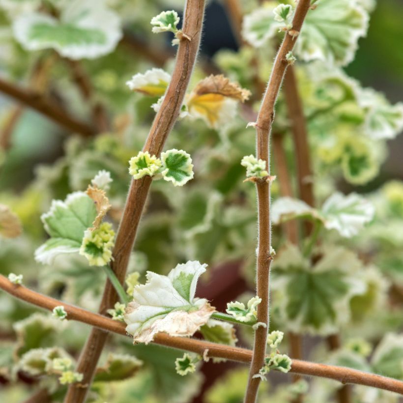 Pelargonium x fragrans Variegatum (Folhagem)