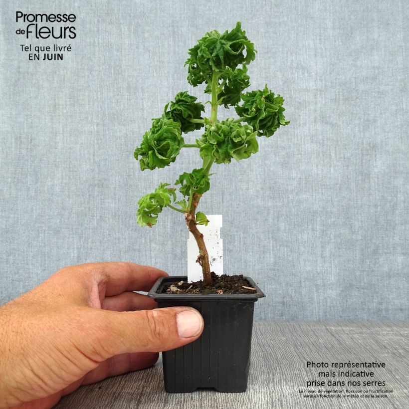 Amostra de Pelargonium graveolens Bontrosaï Vaso de 8/9 cm tal como entregue no verão