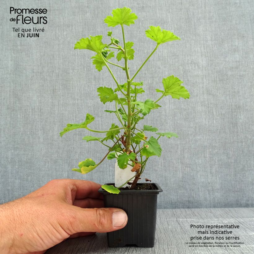 Amostra de Pelargonium greytonense Vaso de 8/9 cm tal como entregue na primavera