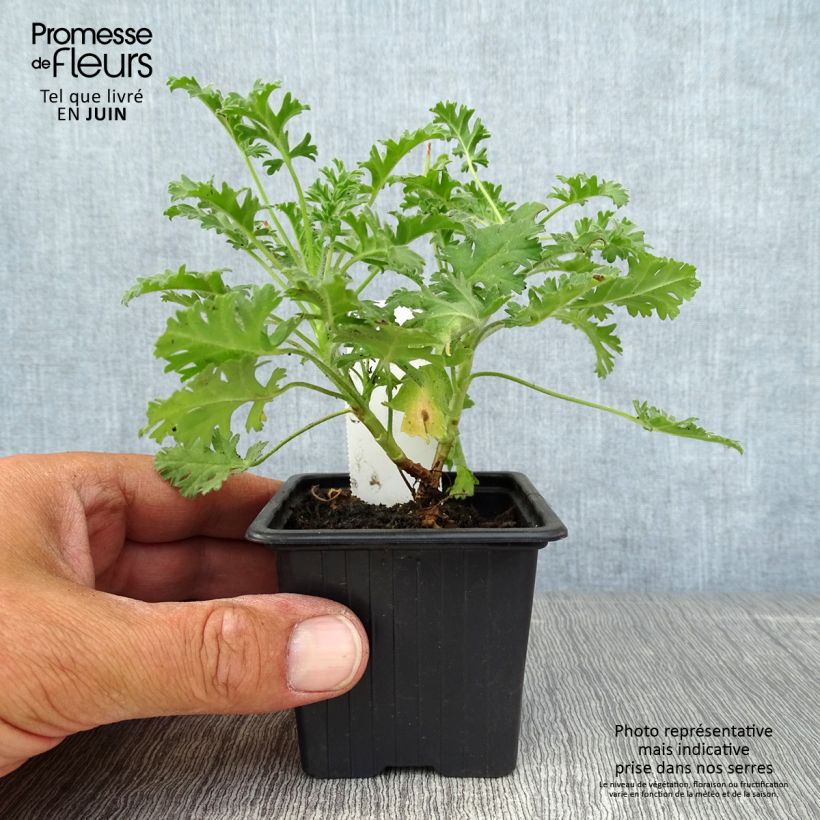 Amostra de Pelargonium ionidiflorum Vaso de 8/9 cm tal como entregue no verão