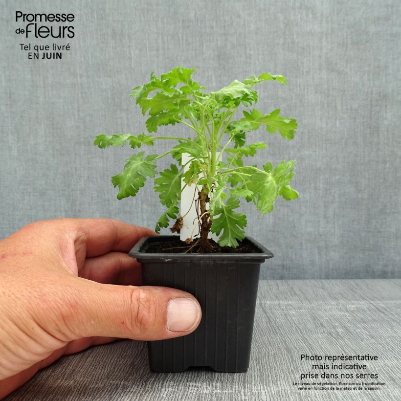 Amostra de Pelargonium odorant ionidiflorum - Géranium botanique Vaso de 8/9 cm tal como entregue na primavera