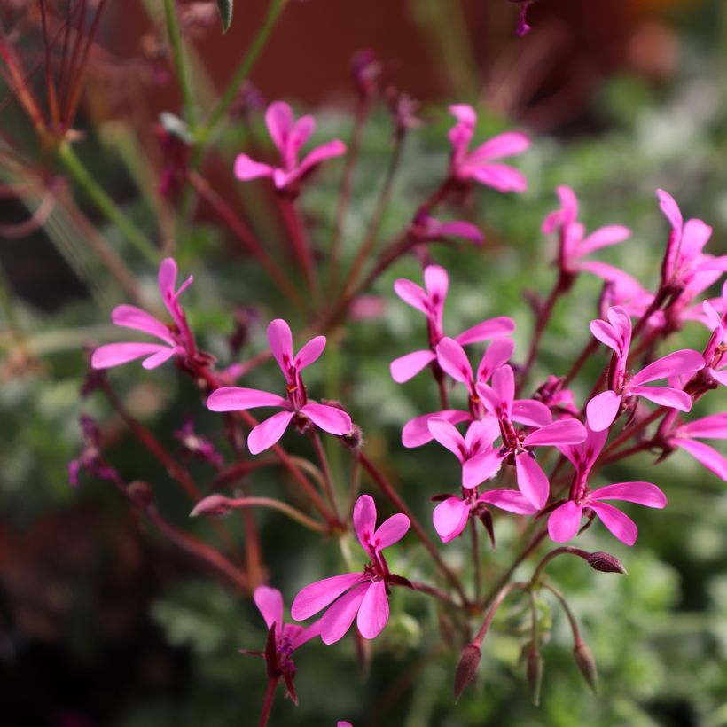 Pelargonium ionidiflorum (Floração)