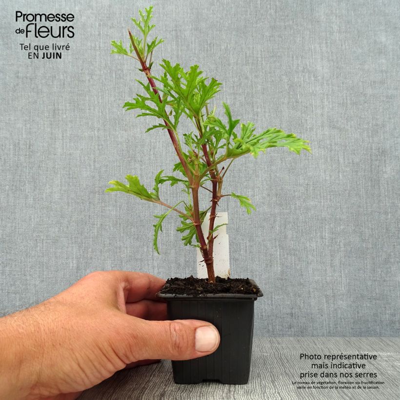 Amostra de Pelargonium pseudoglutinosum Vaso de 8/9 cm tal como entregue no verão