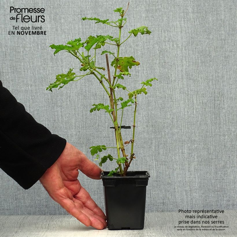 Amostra de Pelargonium quercifolium Vaso de 7/8 cm tal como entregue no outono