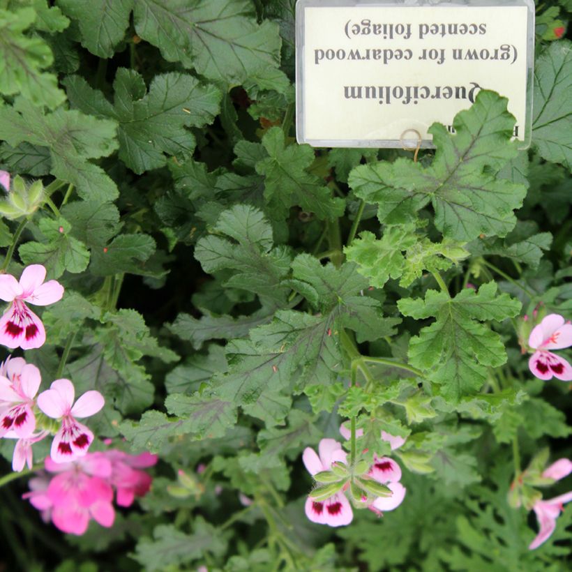 Pelargonium quercifolium (Folhagem)