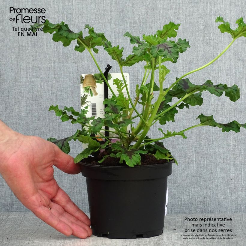 Amostra de Pelargonium quercifolium Royal Oak Vaso de 1,5 L/2 L tal como entregue na primavera